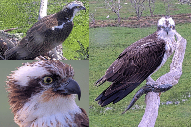 Clockwise from top left: Teifi, Aran and Elen. Photos: Glaslyn Ospreys