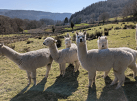 Alpaca poo tests could help protect world’s grasslands