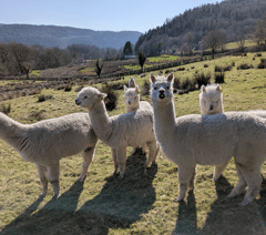 Alpaca poo tests could help protect world’s grasslands