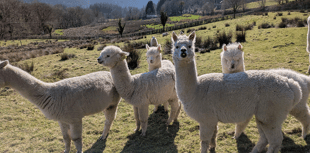 Alpaca poo tests could help protect world’s grasslands
