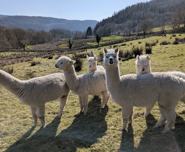 Alpaca poo tests could help protect world’s grasslands