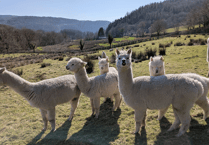 Alpaca poo tests could help protect world’s grasslands
