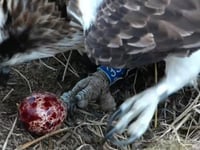 Dyfi Valley star osprey couple lay first egg of the season