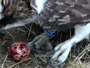 Dyfi Valley star osprey couple lay first egg of the season