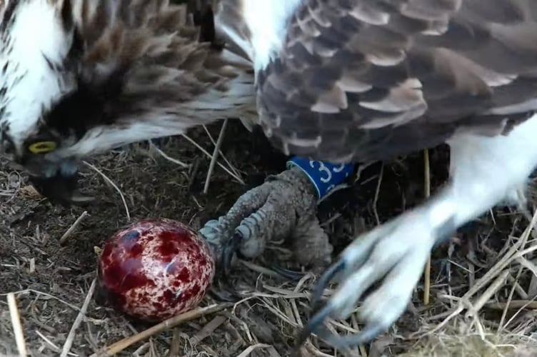The osprey female, Telyn, looking at her first egg after it was laid on 14 April. Photo: Dyfi Osprey Project