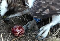 Dyfi Valley star osprey couple lay first egg of the season