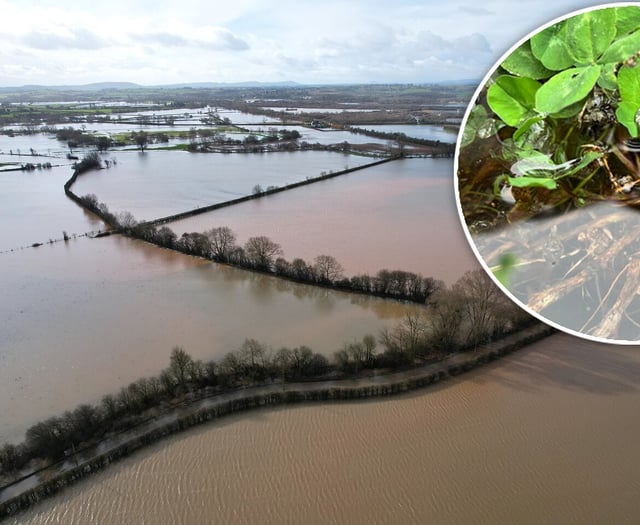 Student discovery could advance flood-resilient crops