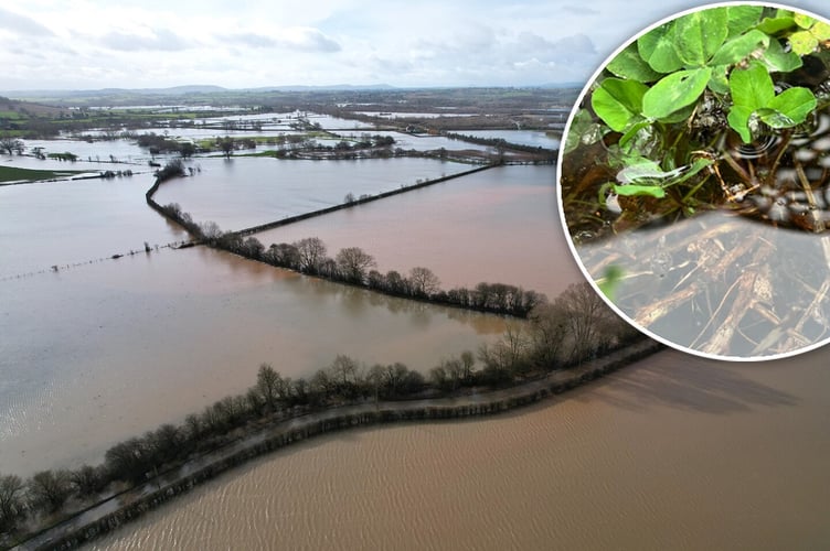 Flooded fields and a legume plant