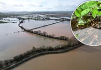 Student discovery could advance flood-resilient crops
