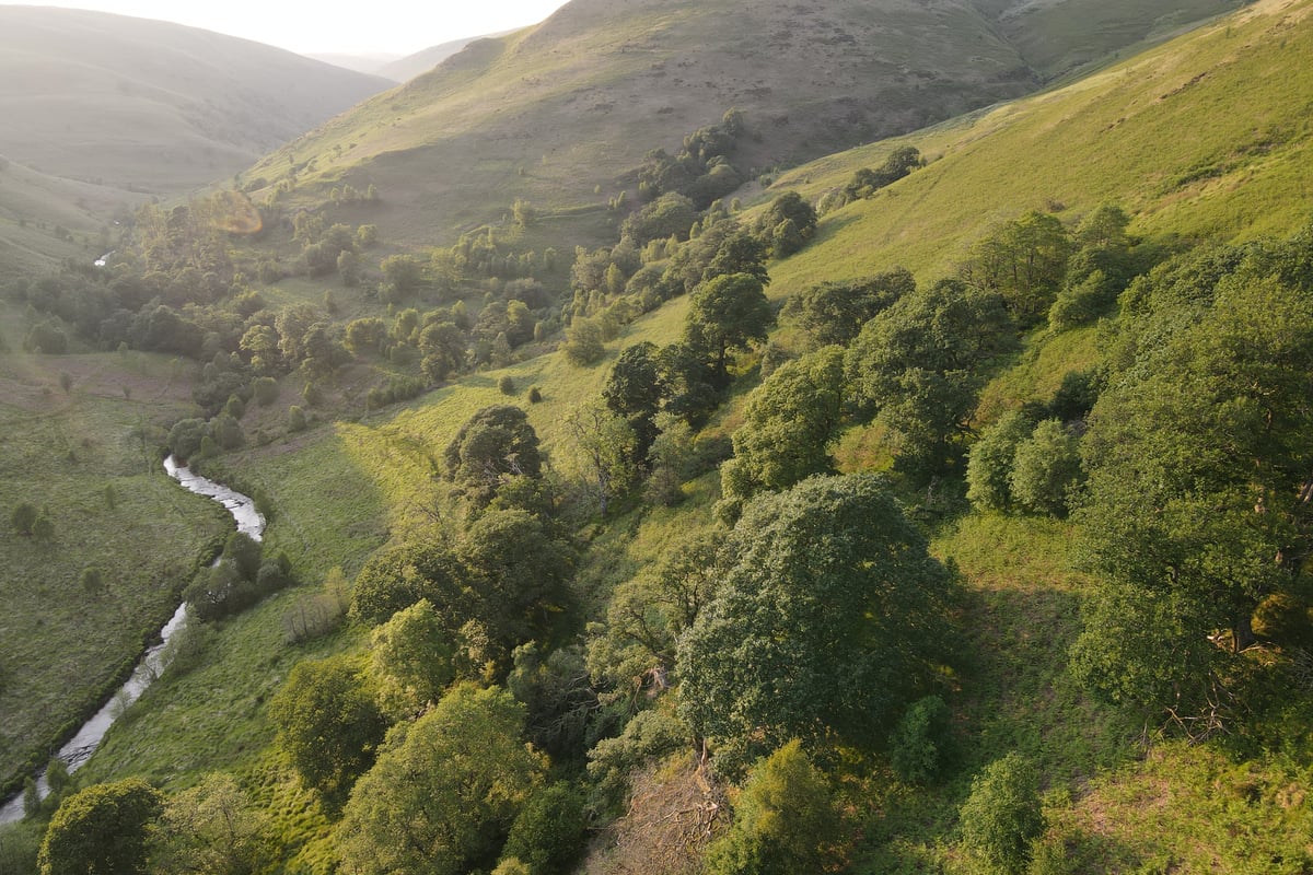 Rewilding charity raises £100,000 for Ceredigion project visual