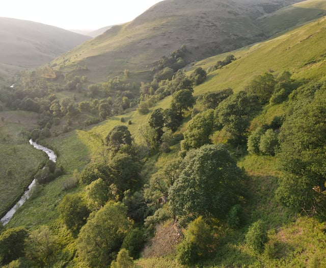 Rewilding charity raises £100,000 for Ceredigion project