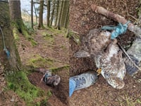 Dead buzzard found tied to a tree