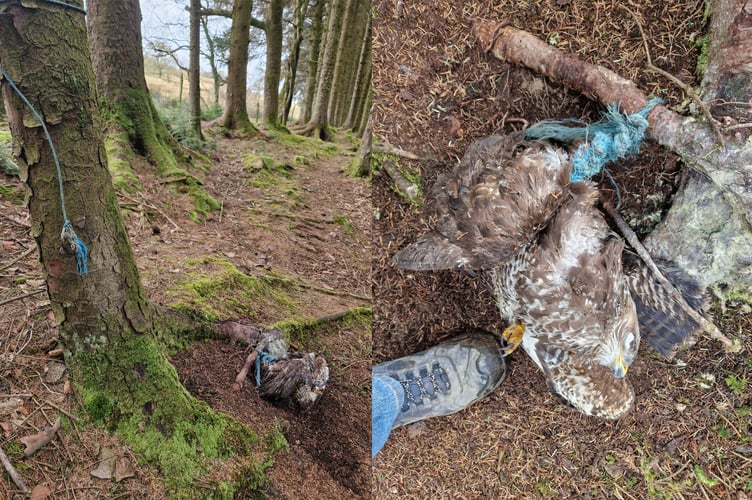 Dead buzzard