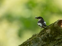 RSPB Ynys-hir sets up photography hide