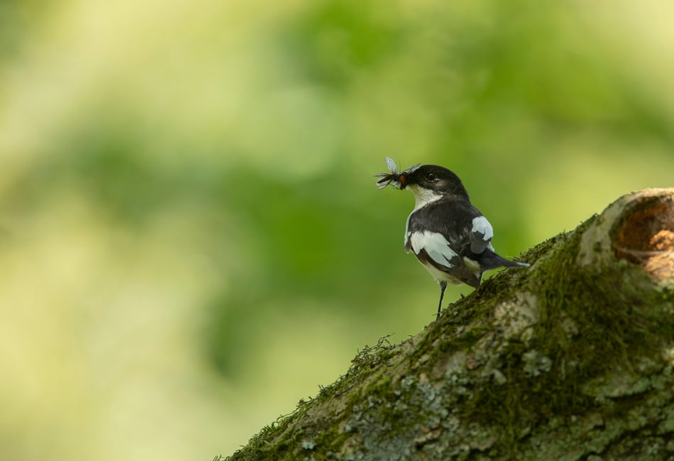 RSPB Ynys-hir sets up photography hide