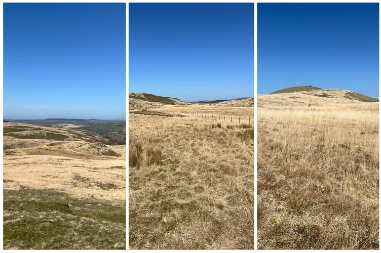 The dead molinia grass, seen here as an expanse of yellow, stretching across the uplands near Strata Florida - photo taken in 2025 before the wildfires.