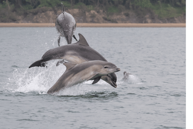 Ceredigion coastal spot among UK's top wildlife destinations