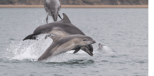 Ceredigion coastal spot among UK's top wildlife destinations