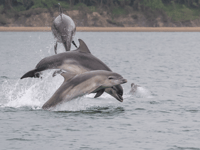 Ceredigion coastal spot among UK's top wildlife destinations