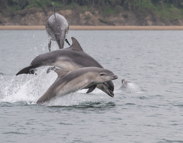 Ceredigion coastal spot among UK's top wildlife destinations