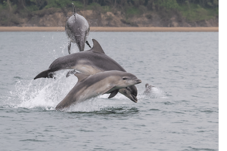 Sarah Michelle Wyer took this photograph of dolphins near New Quay