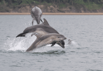 Ceredigion coastal spot among UK's top wildlife destinations