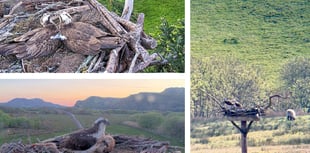 Gwynedd osprey fans welcome three breeding pairs
