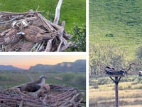 Gwynedd osprey fans welcome three breeding pairs