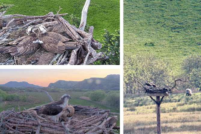 Elen and Teifi, top left, and the Pont Croesor nest, bottom left. Photos: Glaslyn Ospreys. Right: Aran and 7C1. Photo: Friends of the Ospreys