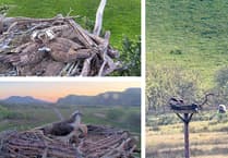 Gwynedd osprey fans spot three breeding pairs, and there's good news about Aran