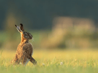 Strong hare coursing laws are welcome