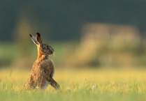 Editorial: Strong hare coursing laws are welcome