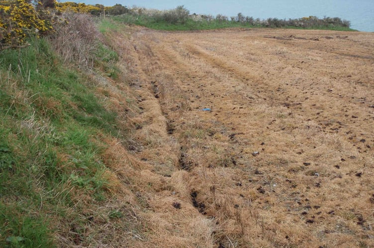 Herbicide damage in the SSSI at Mwnt