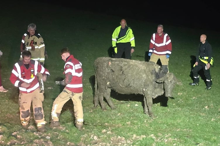 Cow mud welshpool