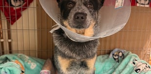 Vets give ground-breaking 'bionic joint' to Aberystwyth dog