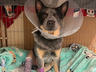 Vets give ground-breaking 'bionic joint' to Aberystwyth dog