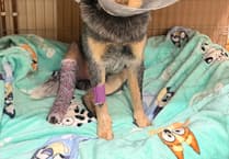 Vets give ground-breaking 'bionic joint' to Aberystwyth dog