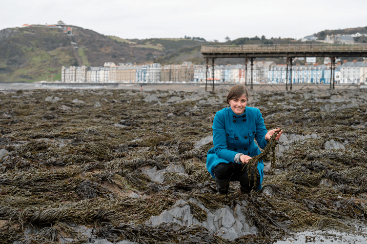 Seaweed