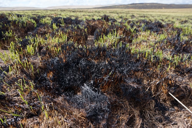 Burnt molinia grass and its rapid regrowth.
