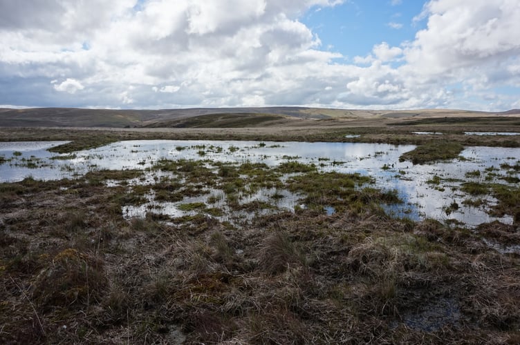Dams created to hold water and encourage the bog to re-establish.
