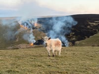 'Wildfires are a warning we cannot ignore'