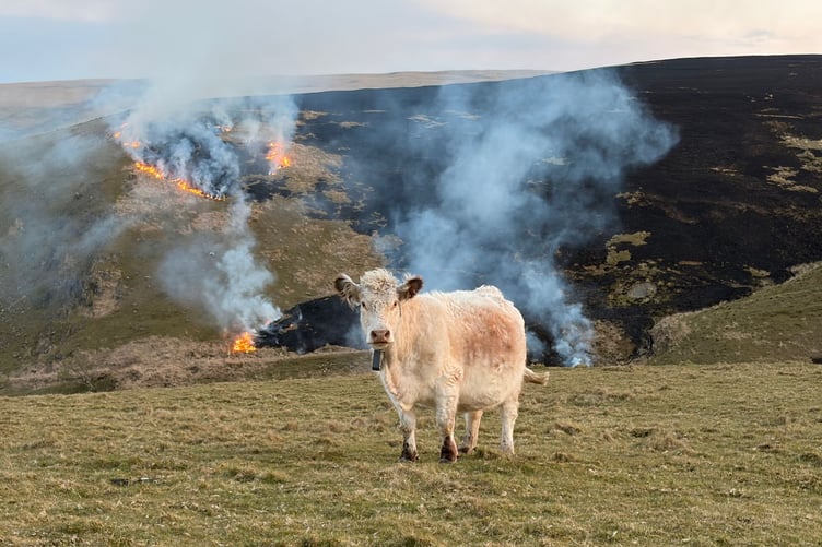 A cow in the Elan Valley standing in front of a burning landscape.