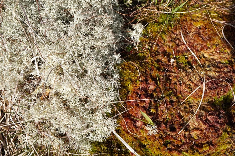 A healthy bog is full of colour, with varieties of mosses, lichens, flowers and wildlife.