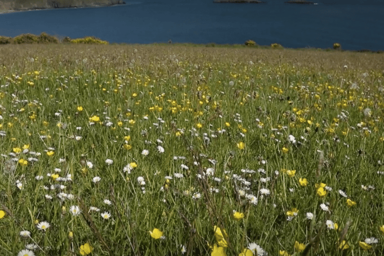 One of the restored hay meadows on Cwrt Farm.