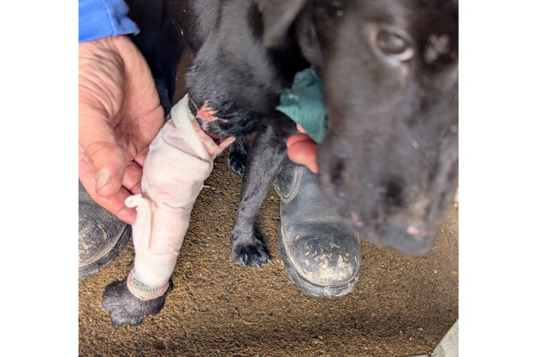 RSPCA