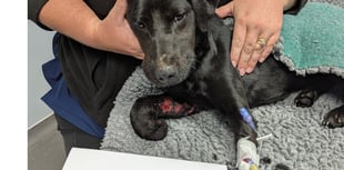 Ceredigion man avoids jail for causing unnecessary suffering to dogs
