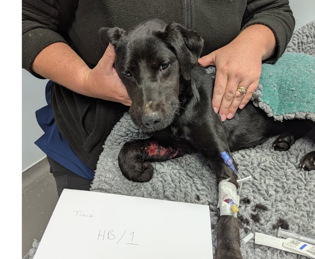 Ceredigion man avoids jail for causing unnecessary suffering to dogs