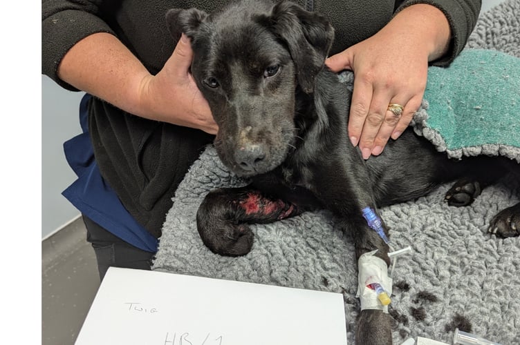 RSPCA