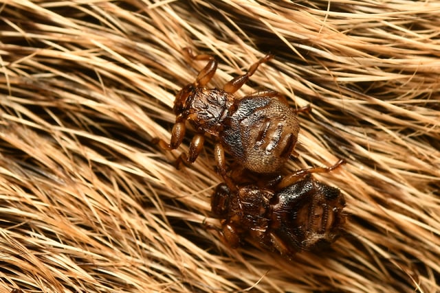 Parasitic fly ‘sacrifices sight’ after finding host, study finds
