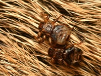 Parasitic fly ‘sacrifices sight’ after finding host, study finds